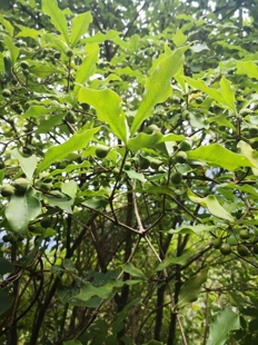柄果海桐疏花海桐观赏植物盆栽农产品加工设备灌木