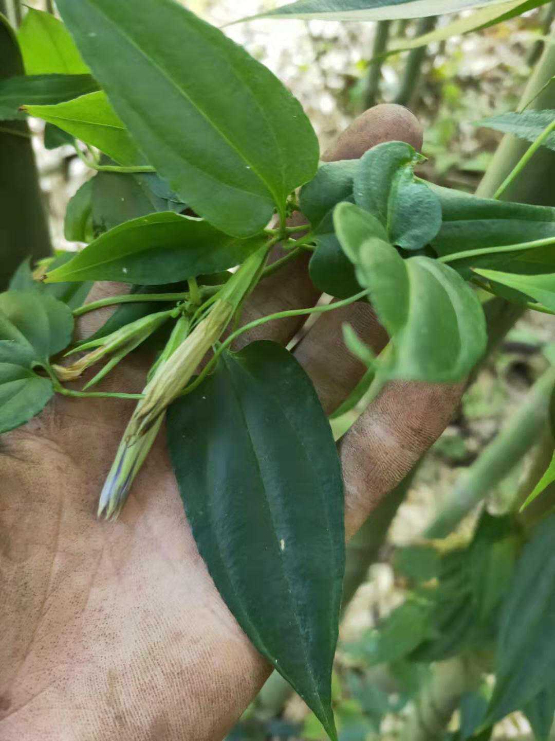 双蝴蝶龙胆草贵州中草药材种子种苗新鲜全草植物园苗木供应