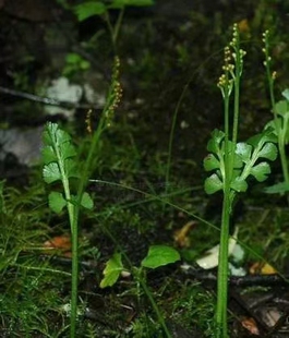小型盆栽花卉阳台阴生扇羽阴地蕨农产品加工设备中草药材云南百部