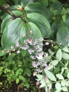 中草药材农产品加工设备观赏药用野生大叶仙茅苗盆栽庭院鹿药