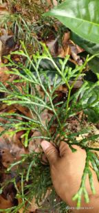 扁枝石松亚洲石松杉蔓石松中药材加工设备