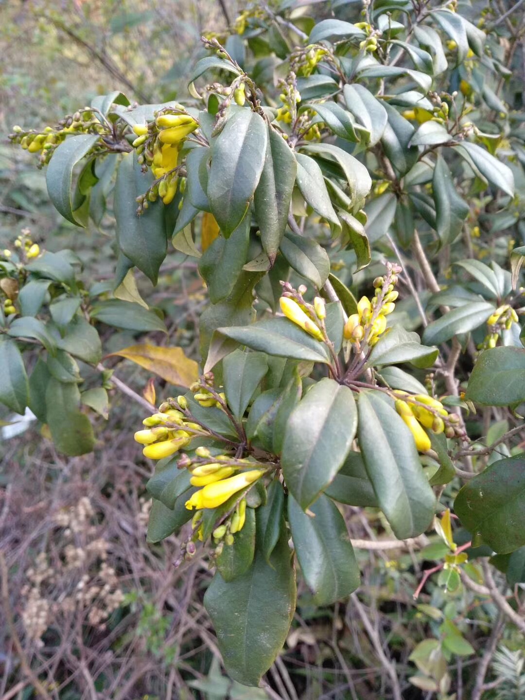 植物盲盒 种子 小型盆栽花卉 观赏豆科 宿根 观花观果 矮小 盆景