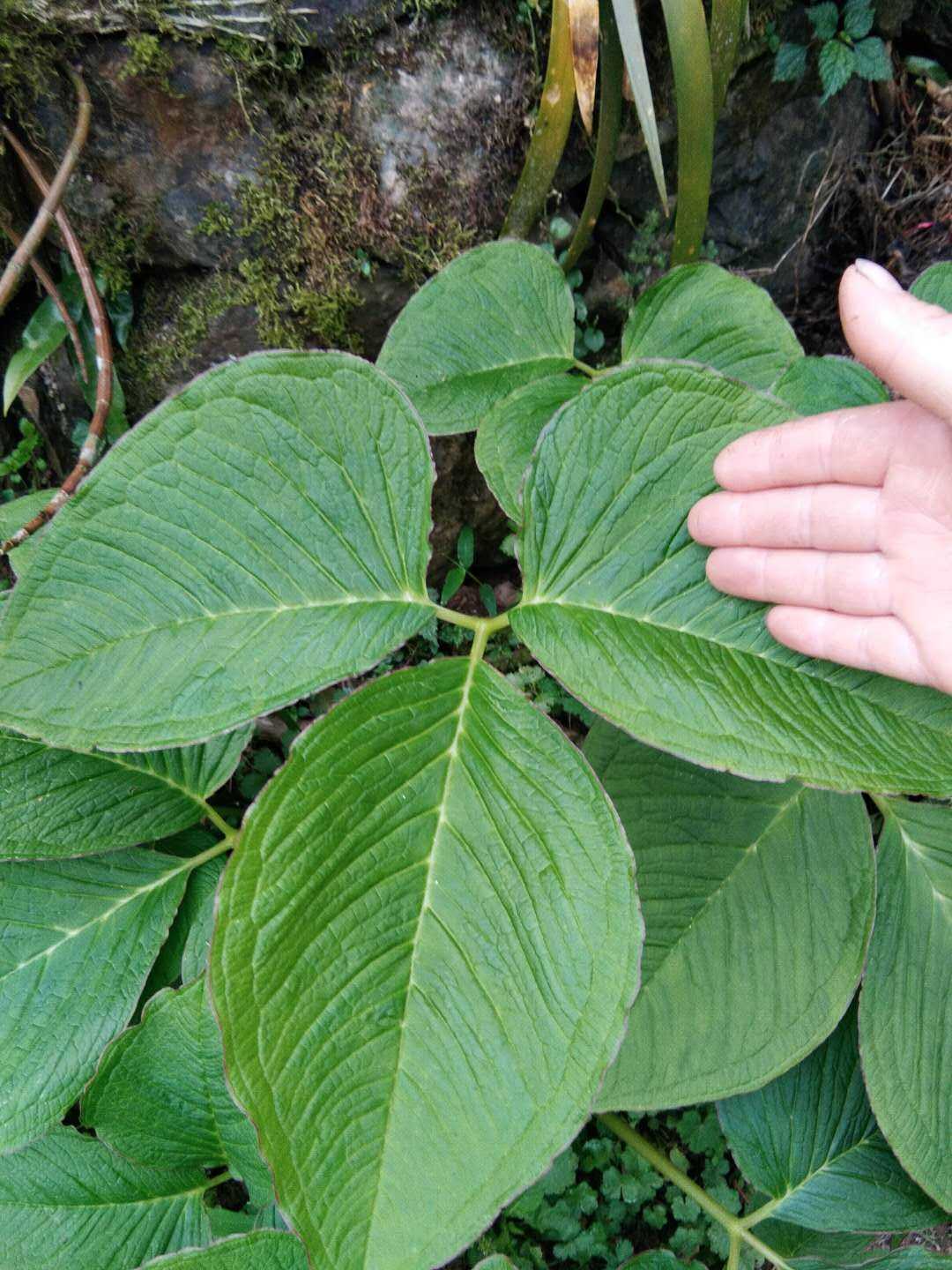 观赏药用盆栽花卉药材种苗种子新鲜全草象鼻南星中草药栽培植物