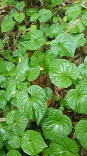 中草药材农产品加工设备园林绿化庭院观赏荁堇菜属观叶观花卉