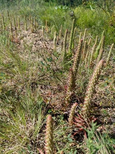 瓦松多肉新鲜草药材农产品加工设备草本植物观赏药用