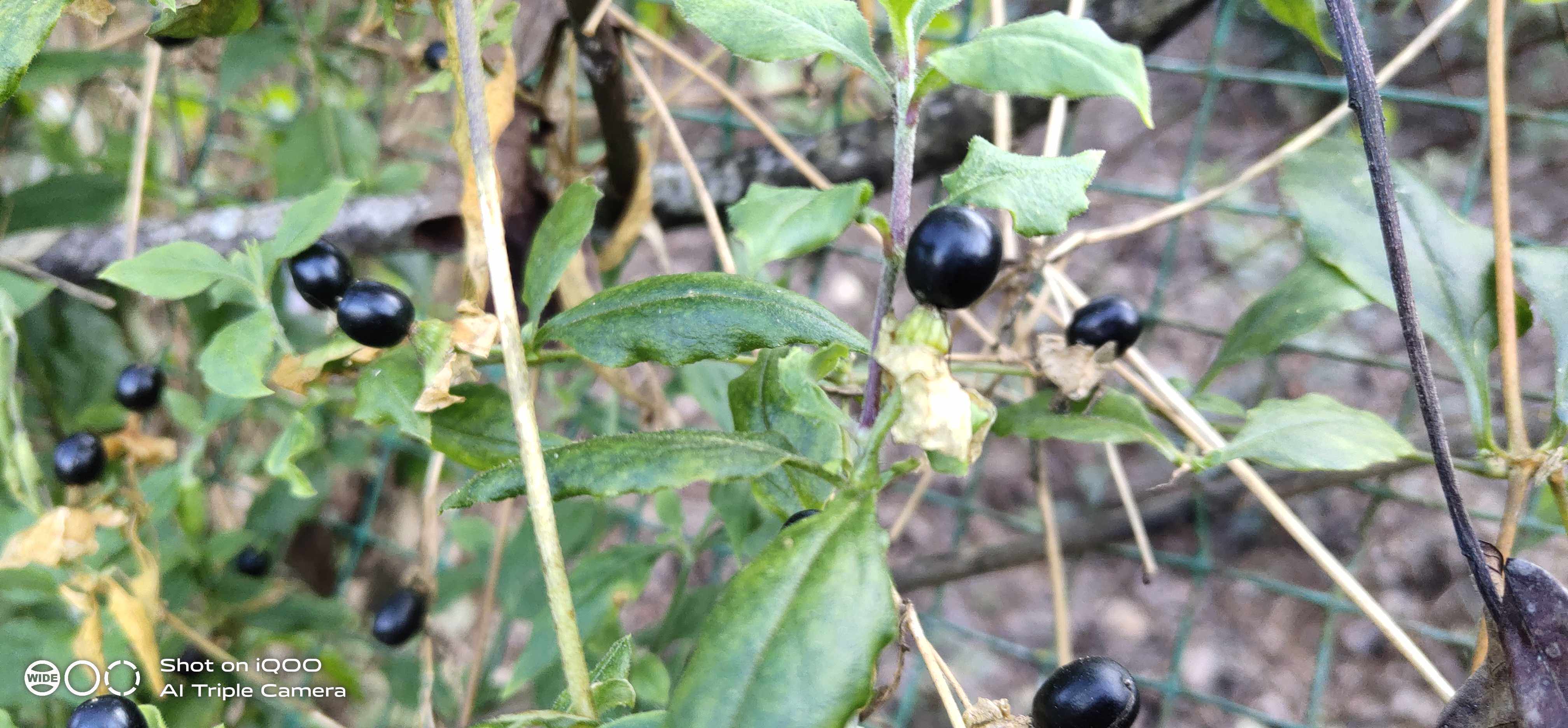 石竹花科狗筋蔓草本观赏药用盆栽花卉野生中草药材种苗种子