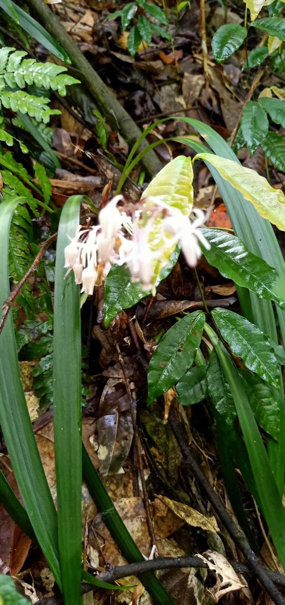 百合科沿阶草属观赏药用盆栽花卉药材种苗种子新鲜全草阳台盆景