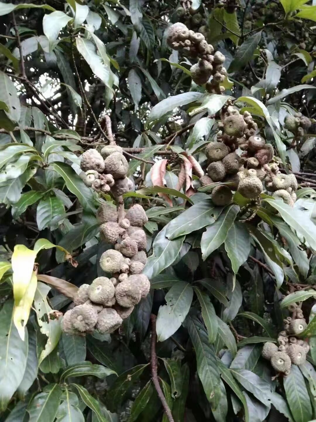 中草药材农产品加工设备乔木包槲柯木姜叶柯烟斗柯白皮柯硬斗卷皮