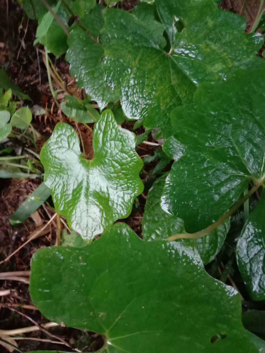 血水莲水黄连黄莲全草鲜品种苗盆栽花卉庭院园林绿化观赏药用500g