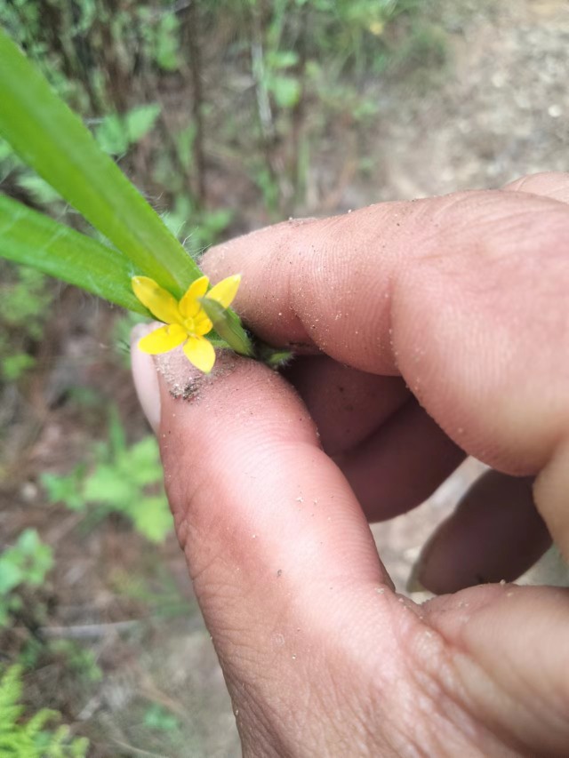 小金梅草野生中草药材种苗种子园林绿化工程苗木观赏药用盆栽花卉