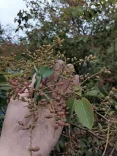 黄鳝藤老鼠屎藤铁包金勾儿茶农产品加工设备中草药材