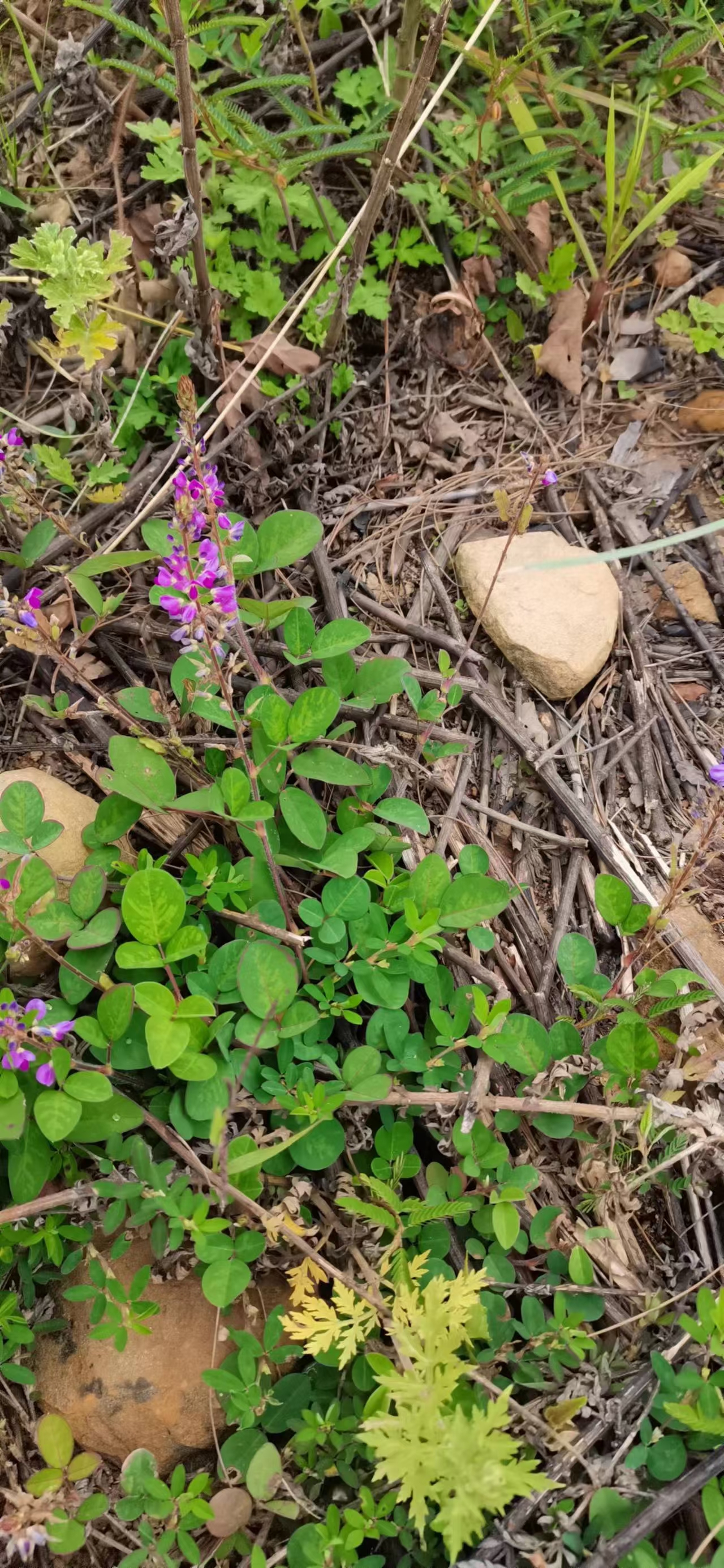 假地豆鸡骨柴黄果火棘农产品加工设备10月观花果