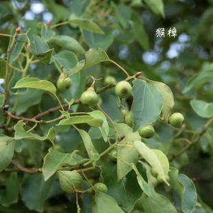 樟属猴樟毛桂钝叶归阴香中草药材农产品加工设备野黄桂油樟黄樟