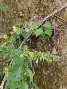 中草药材农产品加工设备菊花礼盒装黄瓜假还阳参草本