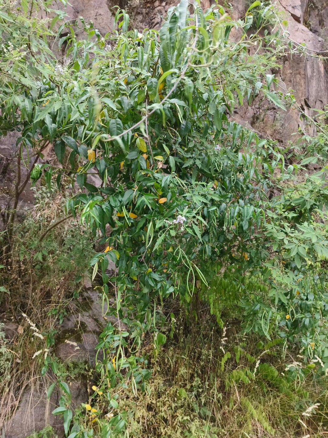 杠柳山杨冬瓜杨小红柳兴安柳大黄柳粉枝柳蒿柳旱柳中药材加工设备