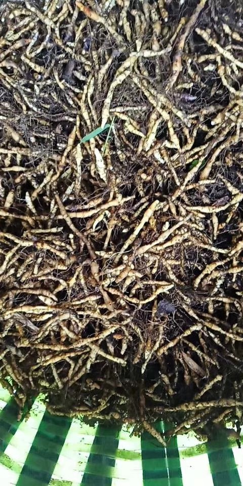 中草药材农产品加工设备观赏药用盆栽花卉九节菖蒲银莲花两头尖