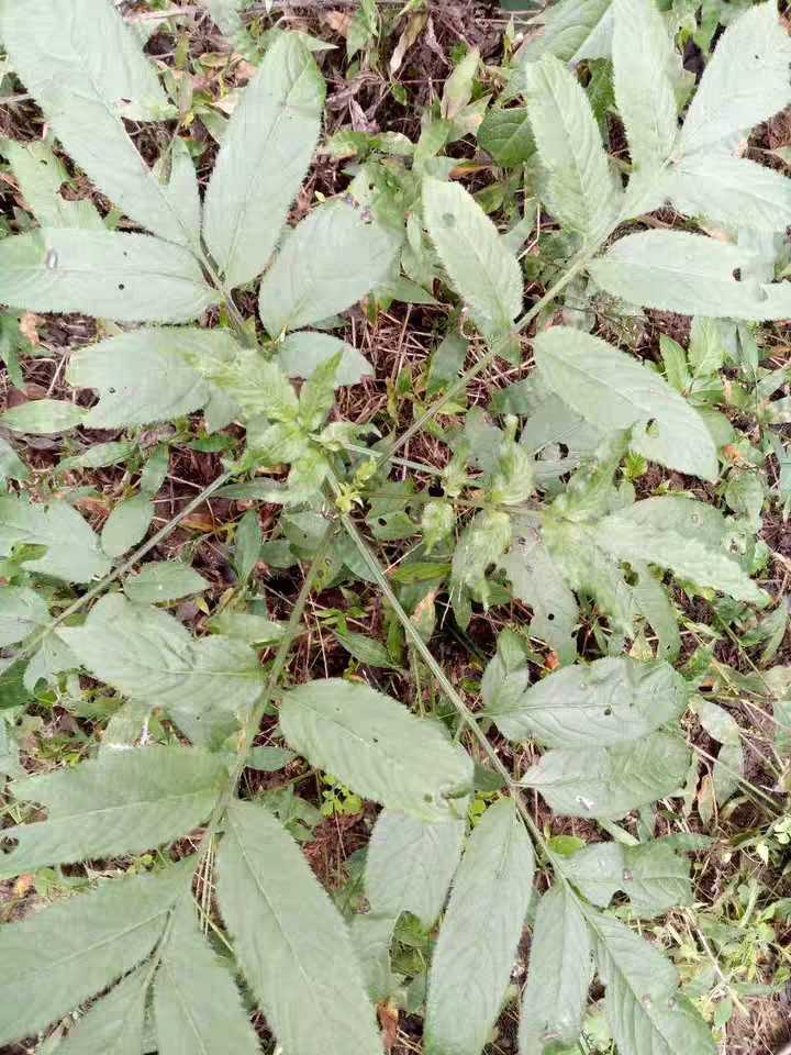 血满草 接骨木 接骨草   观赏药用园林绿化药材种苗种子4斤新鲜