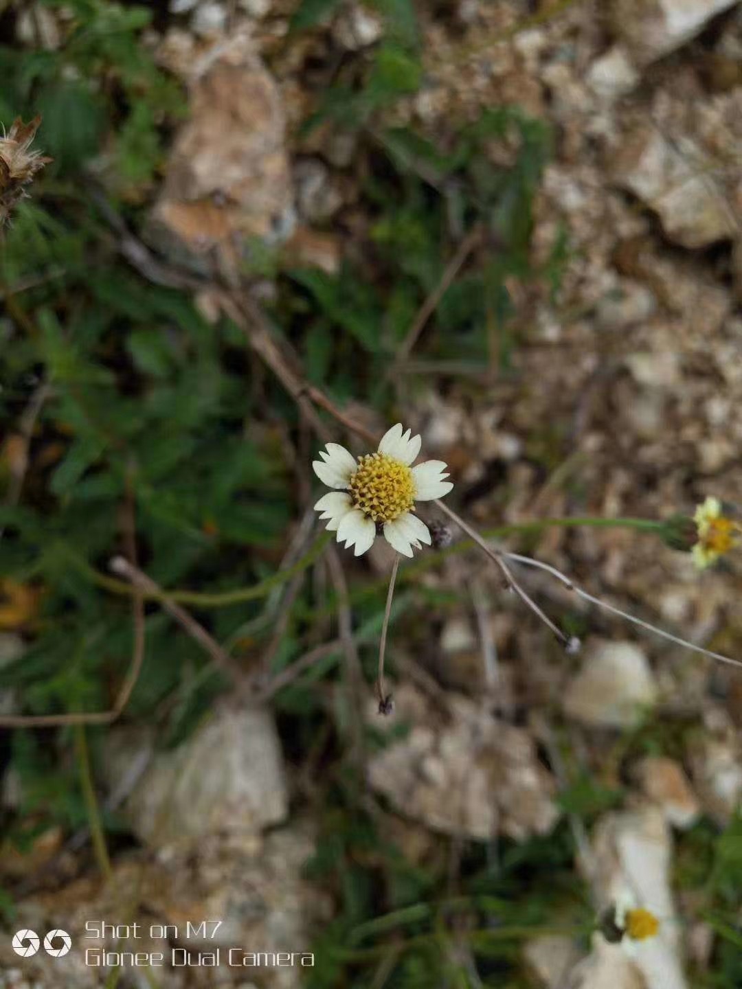 中草药材农产品加工设备草本盆栽花卉观赏药用菊科羽芒菊阳台庭院