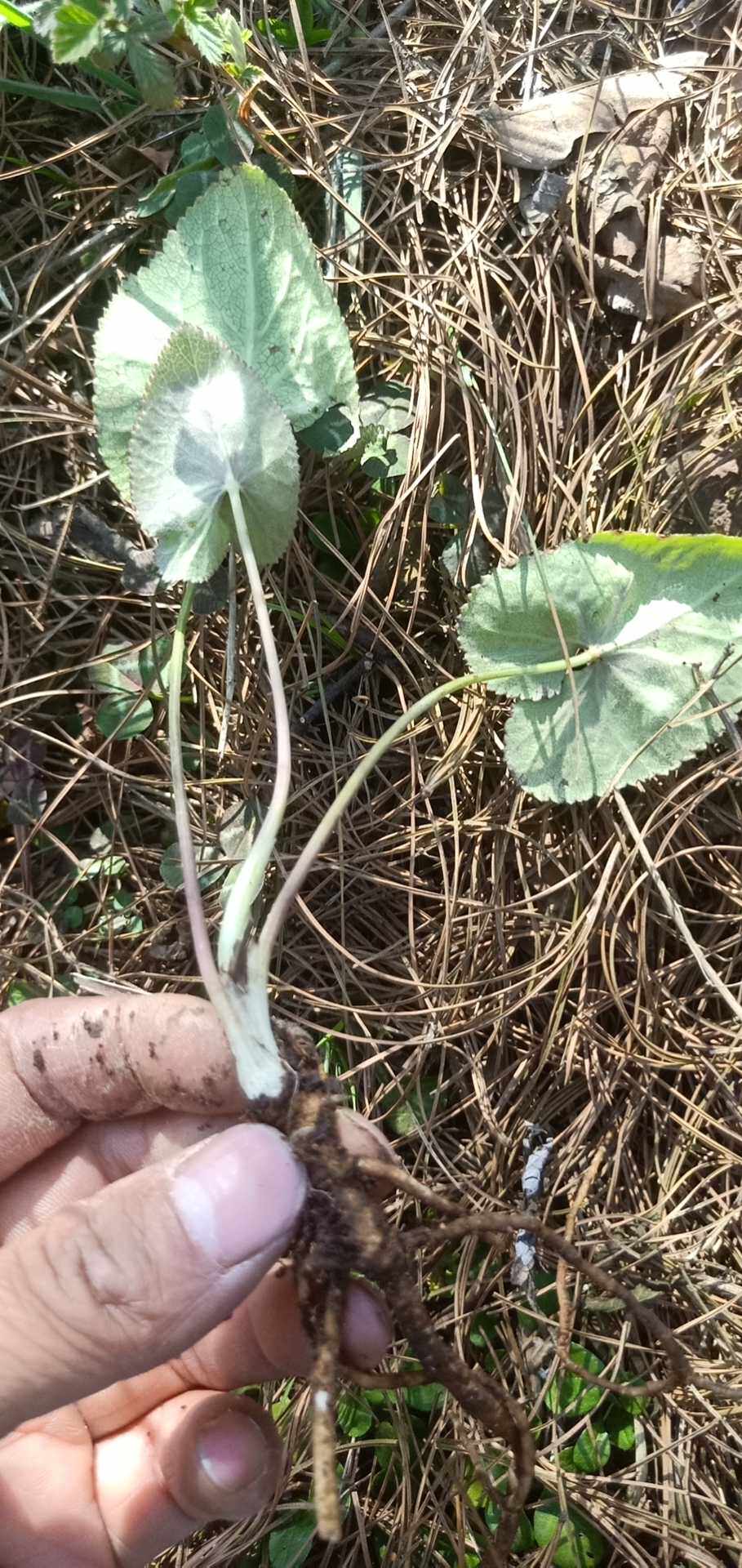 土党参野党参野生药材种苗种子新鲜全草观赏药用盆栽花卉食材