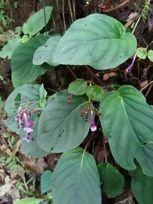 一种叶片很香的苦苣苔，农产品加工设备