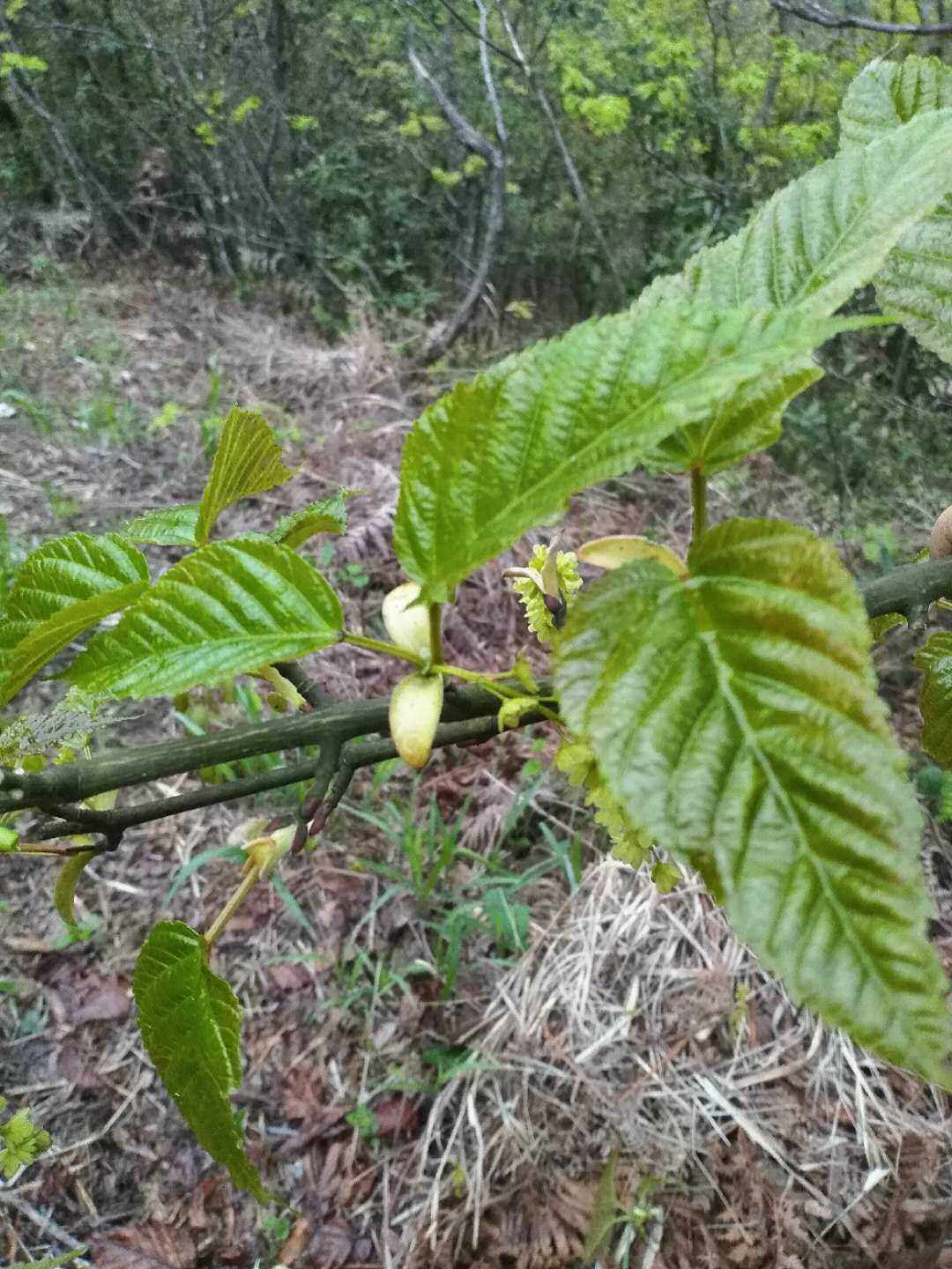 青榨槭蛇皮槭观赏树种药材种苗种子新鲜园林绿化苗木观花观果