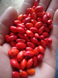 红豆，尾叶槐。豆科， 农产品加工设备热带