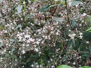 满天星，4月份开小白花剑叶耳草，农产品加工设备