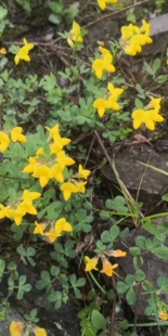 豆科百脉根 农产品加工设备