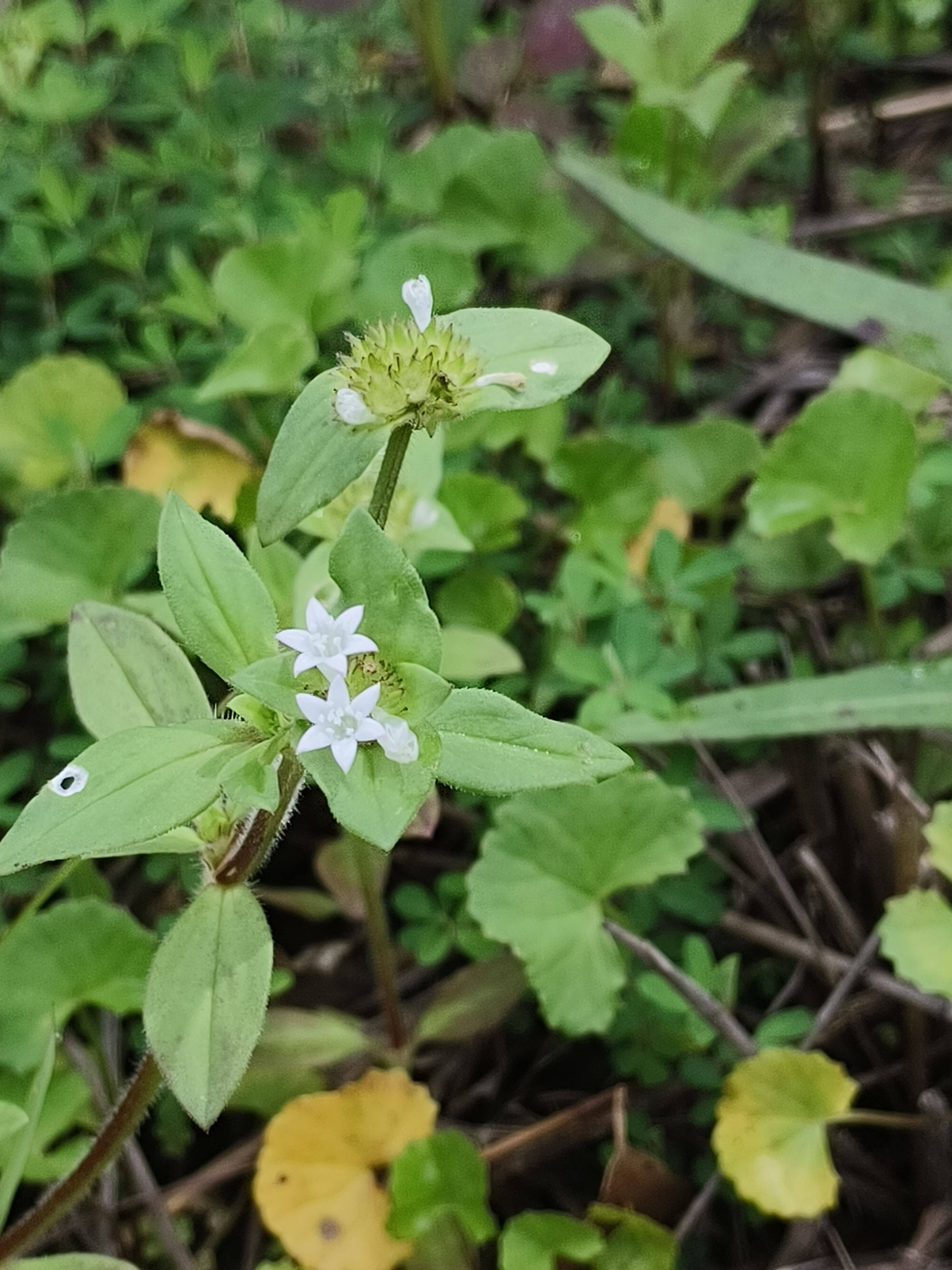中草药材农产品加工设备墨苜蓿茜草科小白花草本盆栽花卉