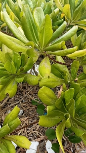 草海桐农产品加工设备中草药材