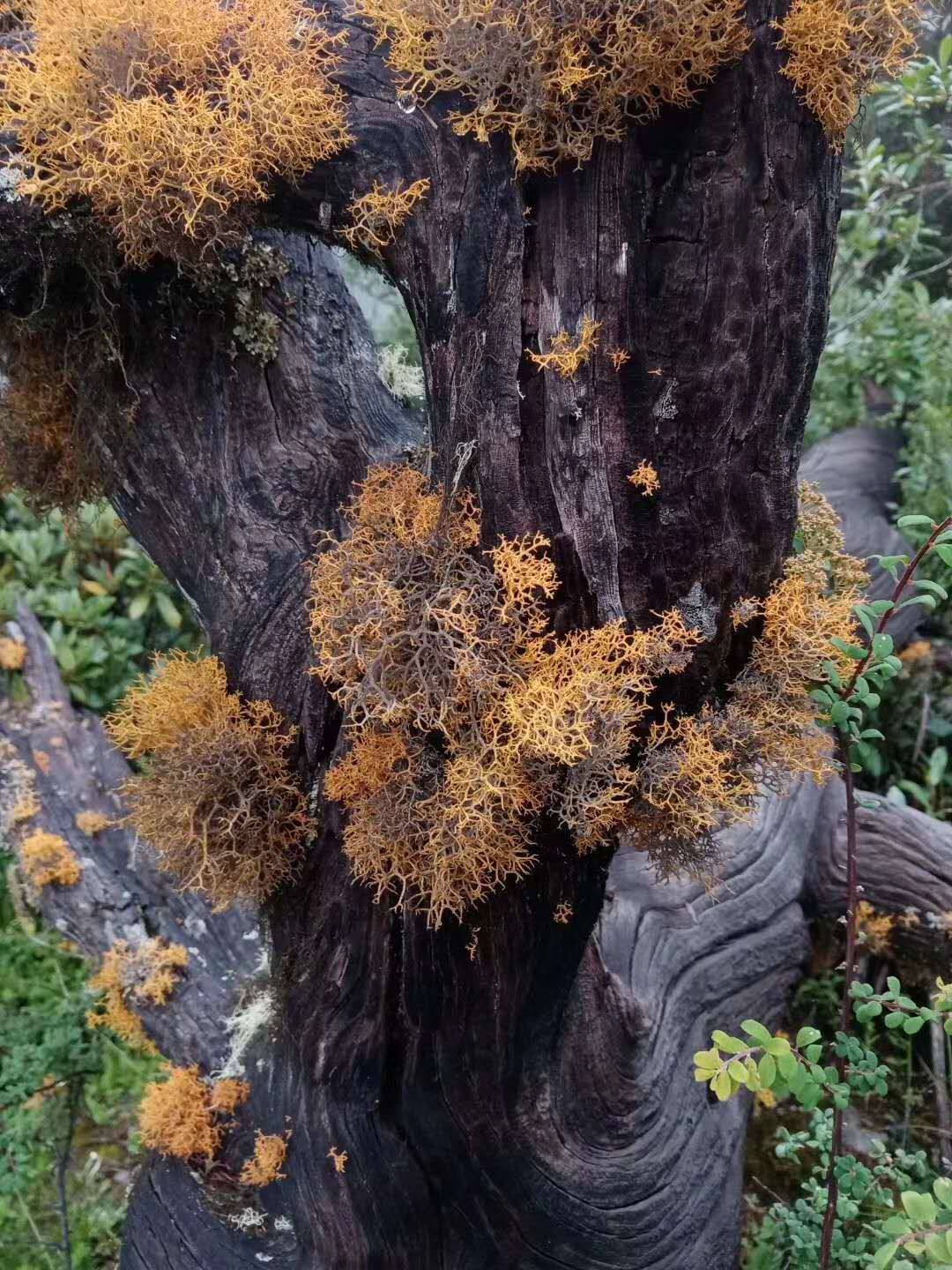红雪茶 野生中草药材种苗 金丝茶 500克干货梅衣科 药食两用
