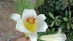 宜昌百合多年生耐寒易养宜昌百合农产品加工设备中草药材盆栽花卉