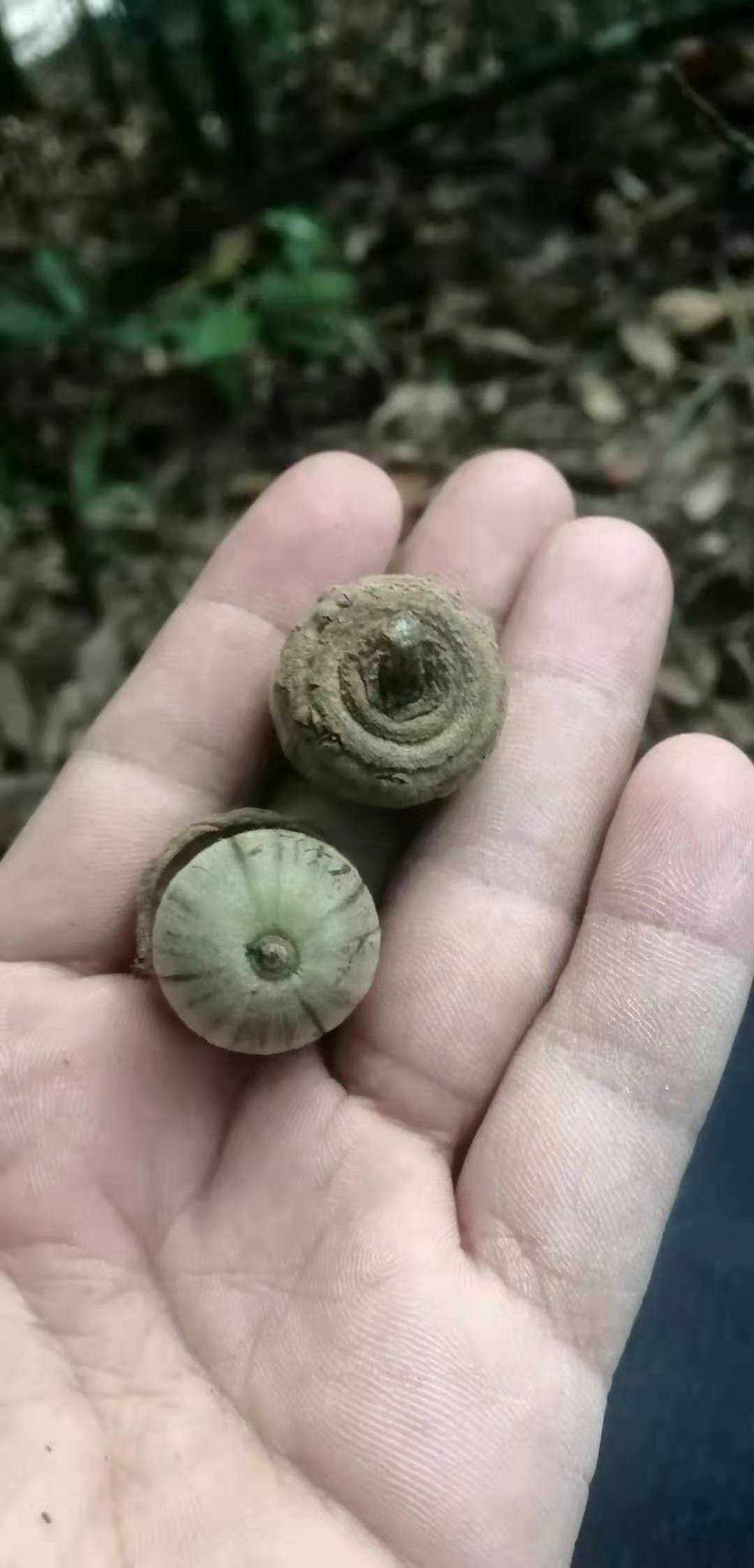 碟斗青冈野生中草药材种苗种子园林绿化苗木壳斗科植物赤皮托盘