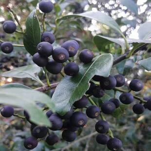 可食用，石斑木车轮梅，中药材农产品加工设备