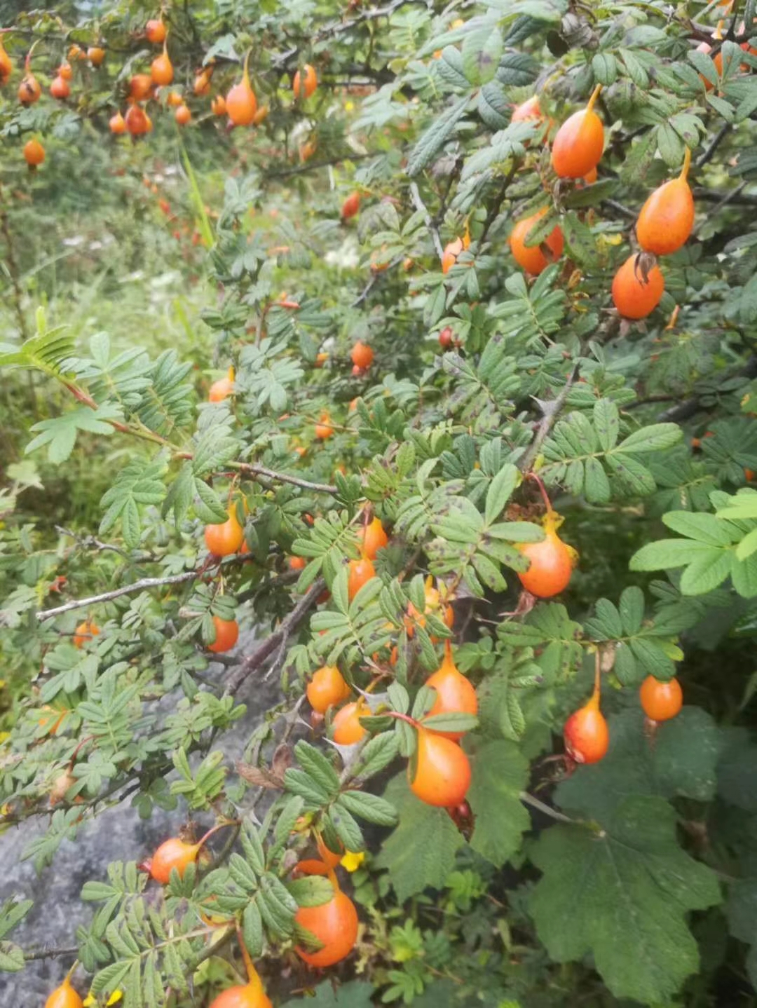 扁刺峨眉蔷薇观赏灌木农产品加工设备