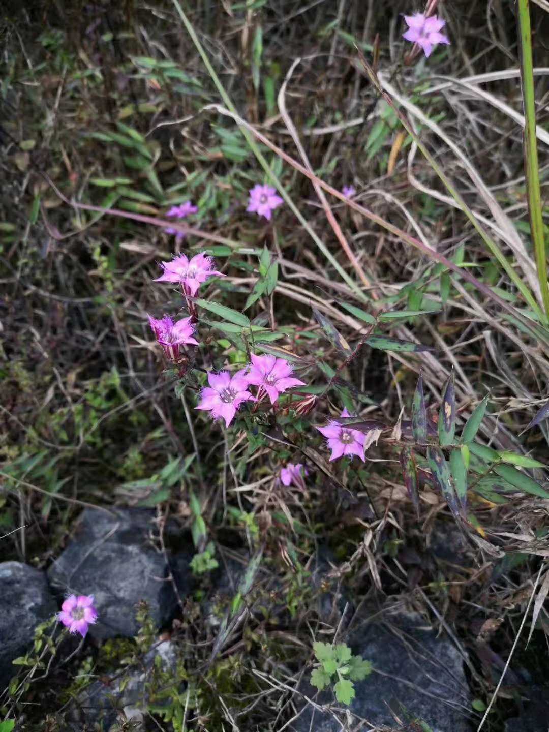 野生中草药材种苗红花龙胆草星秀花粉色花卉观赏药用盆栽阳台庭院
