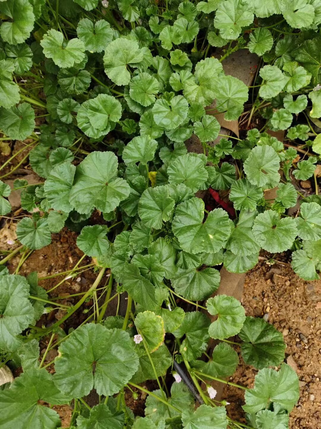 圆叶锦葵 铺地多年生草本植物花镜设计越冬农产品加工设备