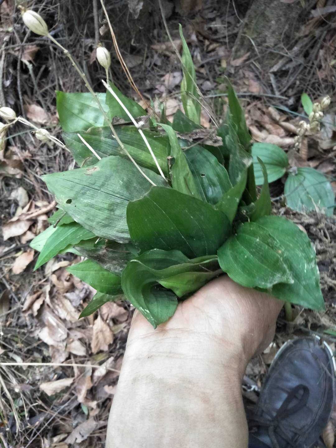 羊耳蒜见血清观赏药用盆栽花卉药材种苗种子新鲜全草阳台庭院盆景