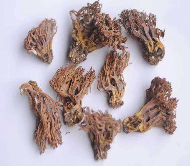 刷把菌扫帚蘑珊瑚菌鹿茸菌鹿角菌 嵩县特产农产品加工设备1000g