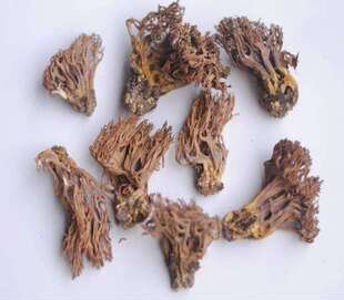 刷把菌扫帚蘑珊瑚菌鹿茸菌鹿角菌 嵩县特产农产品加工设备1000g