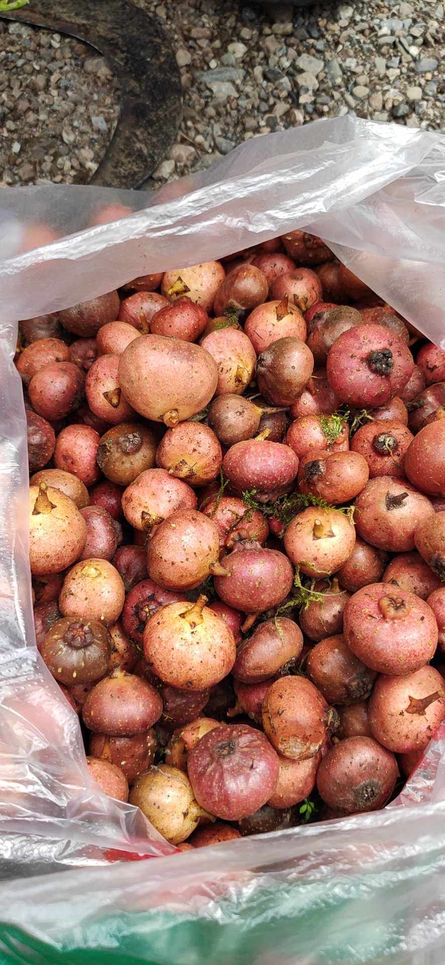 野地瓜 地石榴 观赏药用园林绿化植物盆栽野生水果种苗1000克