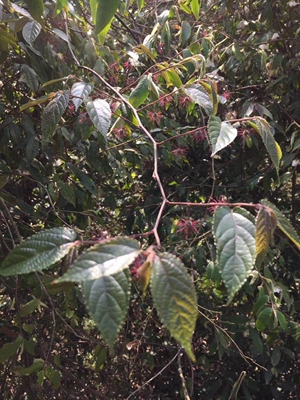 桑科 葡蟠蔓生藤状灌木造纸原料农产品加工设备