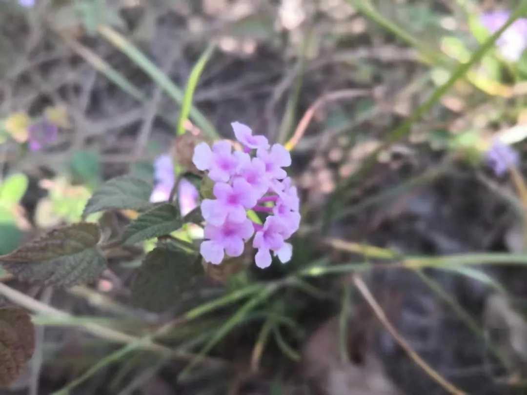 园林绿化常用蜜源植物 蔓马缨丹，矮小灌木 种苗新鲜全草药材种子