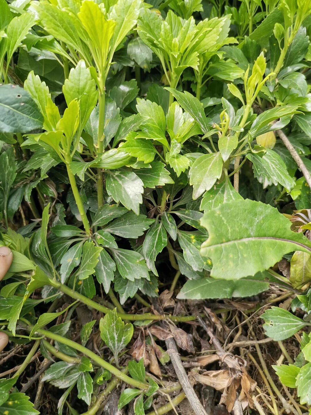 黄杨科野生中草药材种苗顶花板凳果观赏药用盆栽花卉灌木庭院绿植