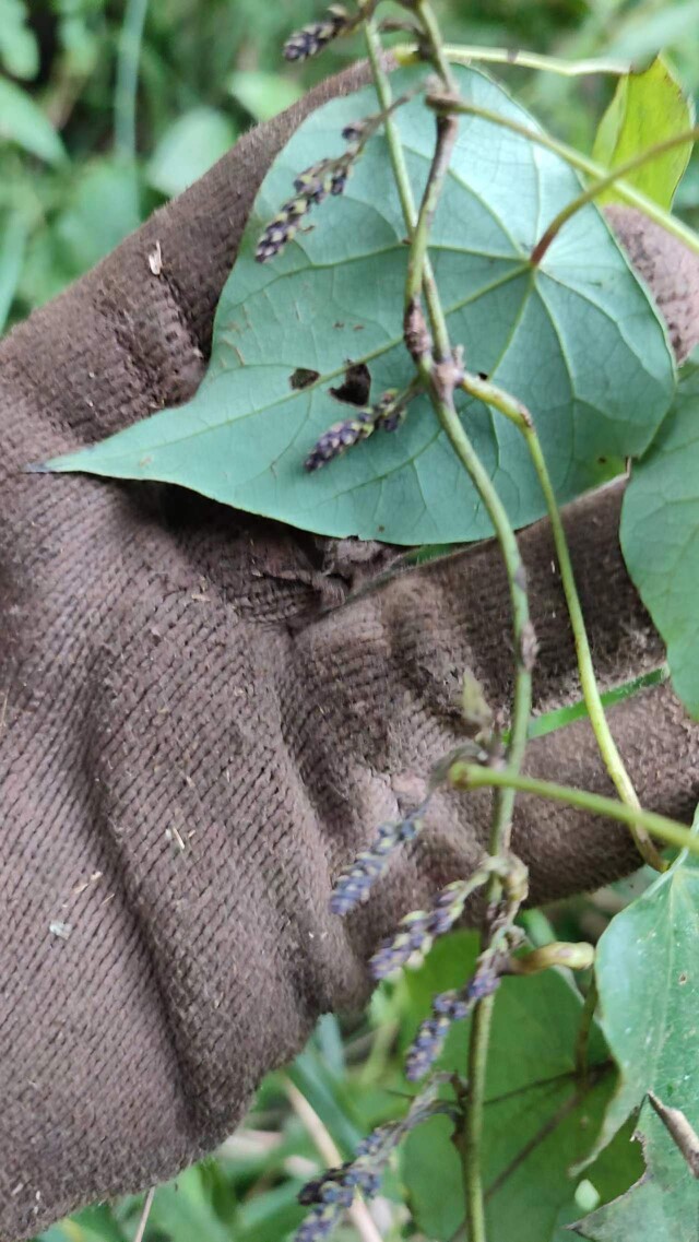 粉叶轮环藤野生中草药材种苗种子园林绿化苗木观赏要用
