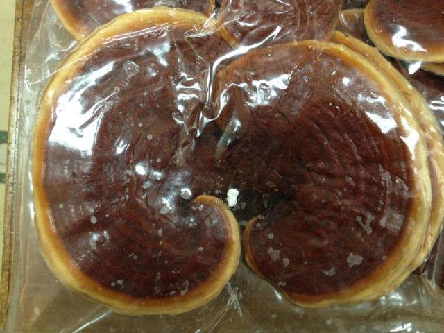 新鲜椴木仿野生林下金边灵芝内含孢子粉营养口感比干的好一斤包邮