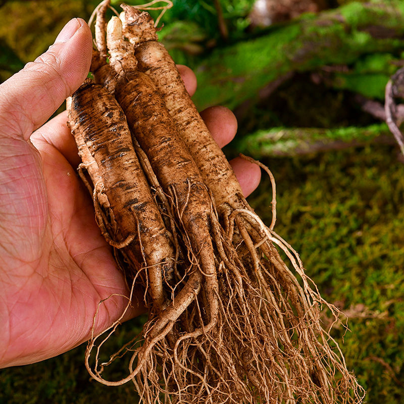 2025年新人参清河镇产区边条参足龄约500g共10支 现挖发货慢