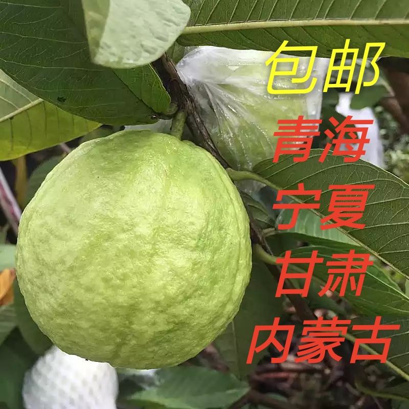 包邮5斤内蒙古甘肃青海宁夏广州番石榴芭乐石榴清脆现季水果新鲜