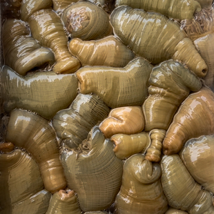 三门小海鲜 野生沙蒜海蒜不泡水 鲜活海葵 海鲜水产 海肠子海卵子