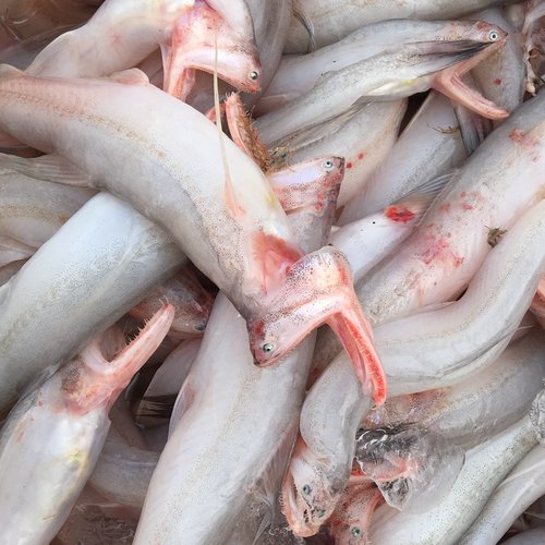 豆腐鱼当天捕捞当天发货